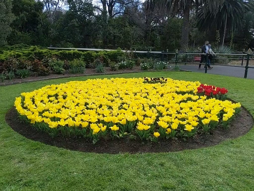 COGB Tulips planted in an emoji or packman pattern